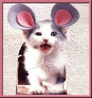 voila ce que les chat font quand il y a personne
